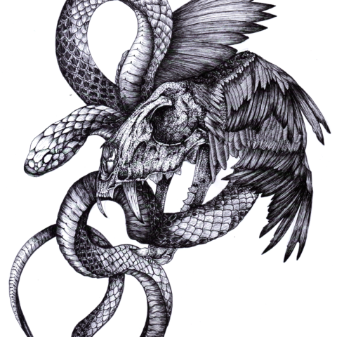 Ilustracion Calavera Original